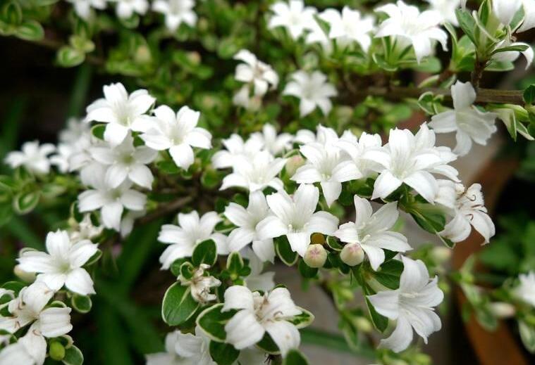 六月雪葉子發(fā)黃脫落怎么辦，分正常落葉和不正常落葉原因