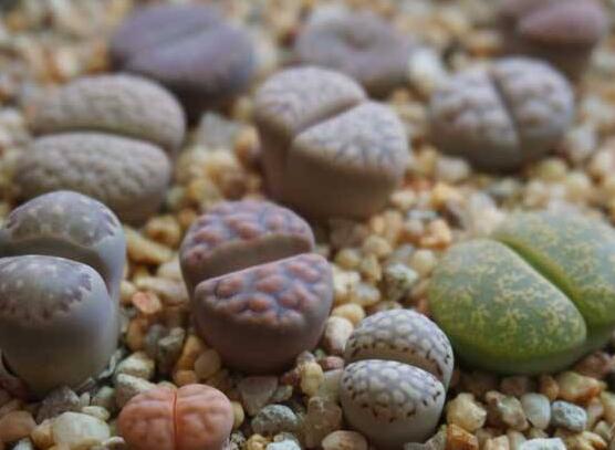 生石花有什么用，老農(nóng)總結(jié)最常見(jiàn)四個(gè)作用