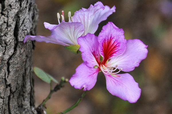 紫荊花能長(zhǎng)多高