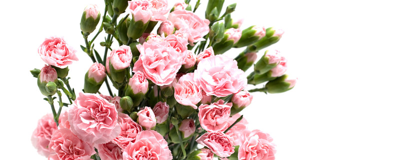 康乃馨冬天會(huì)不會(huì)凍死