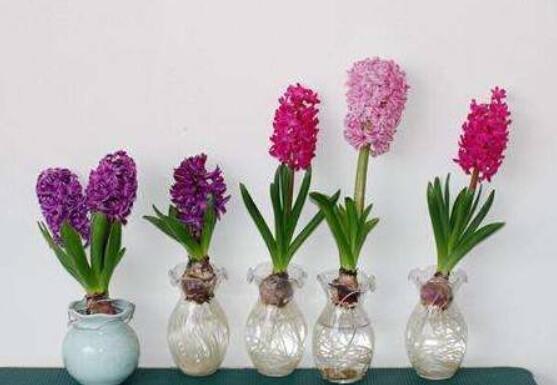 冬天能水培風(fēng)信子么，可以/保持溫暖環(huán)境、注意水溫