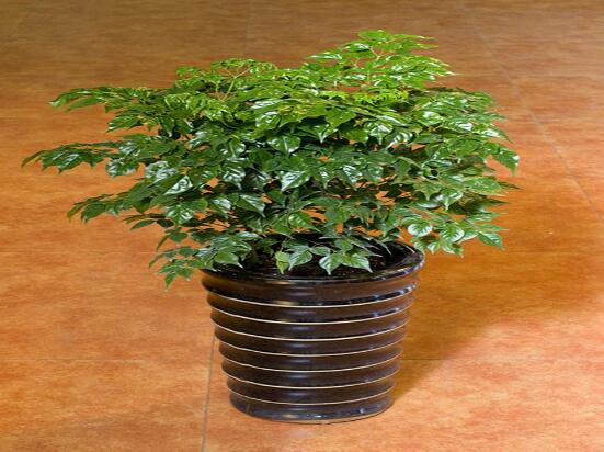 幸福樹怎么繁殖，教你三種繁殖方法(播種/壓條/扦插)