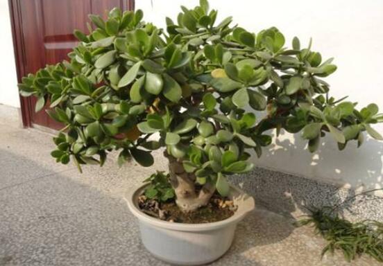 植物燕子掌有毒嗎，無毒與有毒需待進(jìn)一步科學(xué)考證(證據(jù)不足)