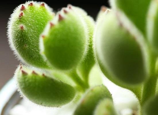 熊童子怎么度夏，做好遮陰通風(fēng)、保持微濕潤(rùn)環(huán)境