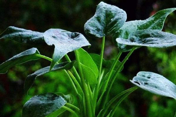 滴水觀音北方冬季能過冬嗎