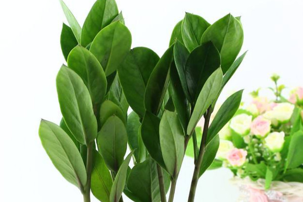 金錢樹老枝什么時(shí)候剪