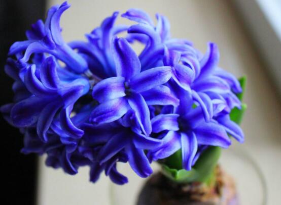 風(fēng)信子花代表什么意思，代表著永遠(yuǎn)的懷念、重生的愛(ài)