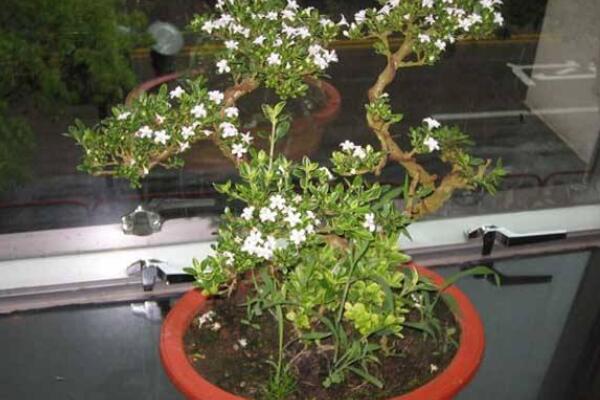 六月雪葉子發(fā)黑脫落