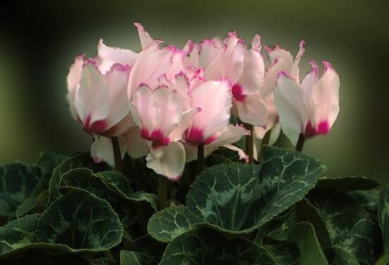 仙客來葉子嚴(yán)重發(fā)黃，老農(nóng)總結(jié)最直觀三種解決辦法