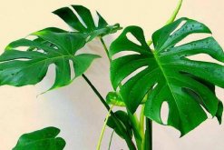 龜背竹一盆養(yǎng)幾棵好，根據(jù)花盆的大小形狀來(lái)決定