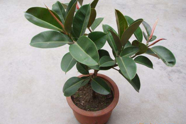 橡皮樹的養(yǎng)殖方法和注意事項