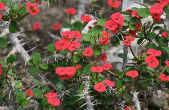 虎刺梅花期多少天，一年四季均可開花(養(yǎng)殖得當(dāng))