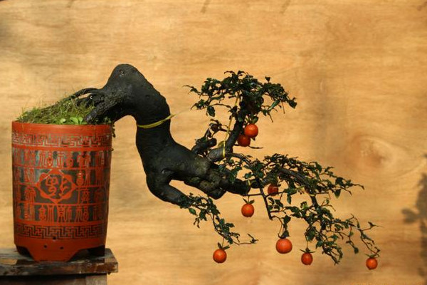 金子彈樹(shù)是什么樹(shù)種