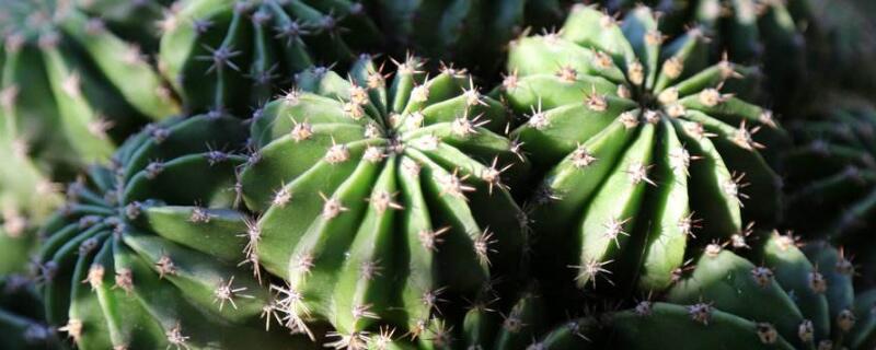 仙人球怎么養(yǎng)長得快