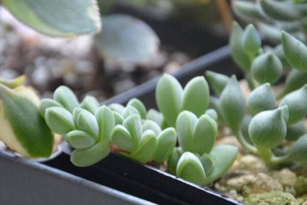 碧玉蓮的養(yǎng)護方法，做好五個方面的管理