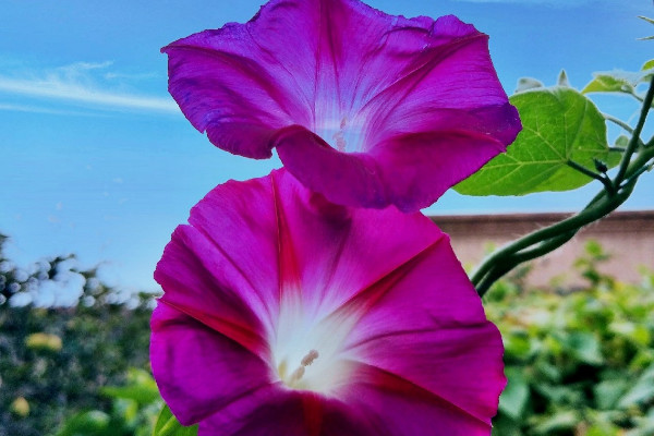 牽?；ǚN子能吃嗎