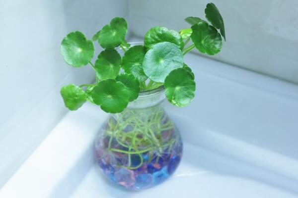 銅錢草除甲醛嗎，能/但除甲醛效果一般