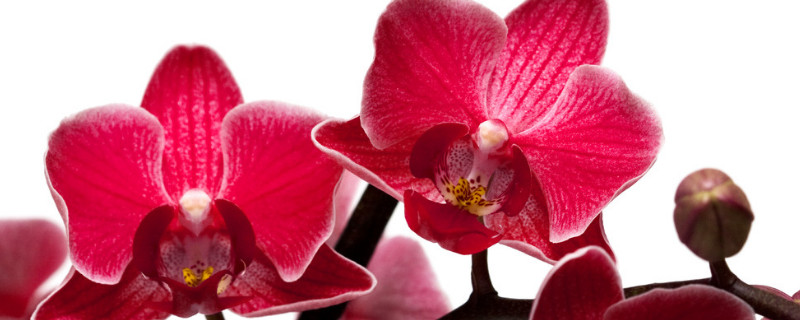 蝴蝶蘭養(yǎng)多久才能開(kāi)花