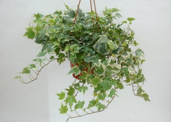 常春藤葉子發(fā)黃的原因有三，讓它重新恢復(fù)生機(jī)