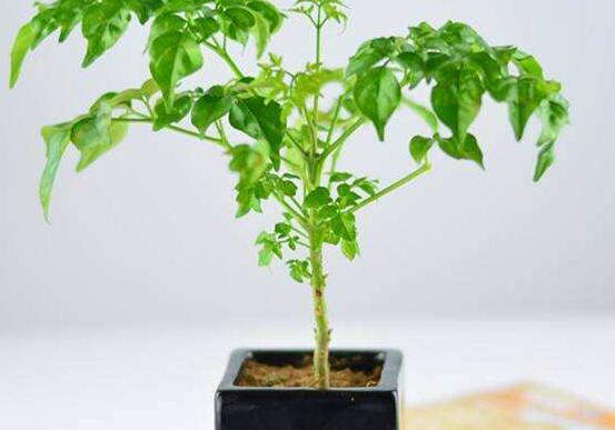 幸福樹不長葉子怎么辦，做好這四點(diǎn)可生長的茂盛碧綠