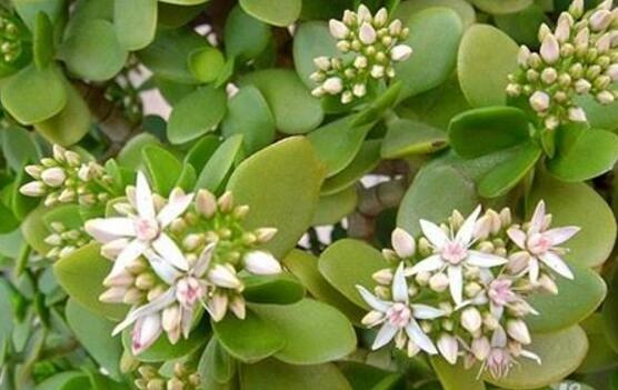 玉樹(shù)葉子發(fā)軟怎么辦，三種原因以及解決辦法