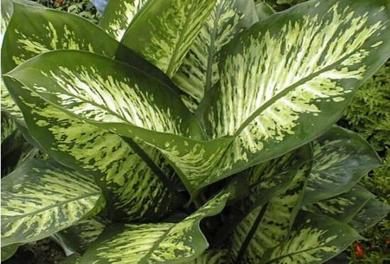 萬年青植物有幾種，盤點最令人欣賞的十大品種