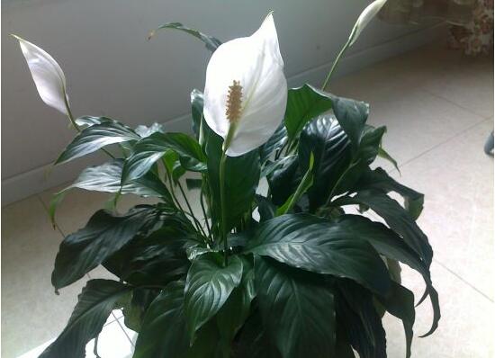 一帆風(fēng)順用什么水澆，澆池塘水、淘米水生長(zhǎng)最快