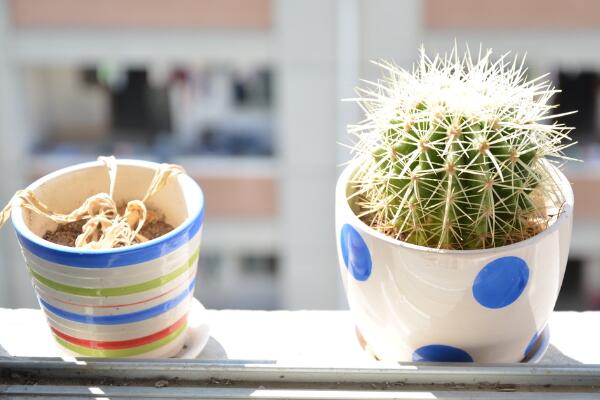 仙人球換盆方法，4步即可完成仙人球的換盆