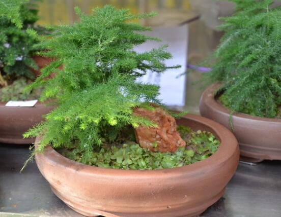 文竹肥料有哪些，餅肥、無(wú)機(jī)復(fù)合肥、液肥為主(枝繁葉茂)