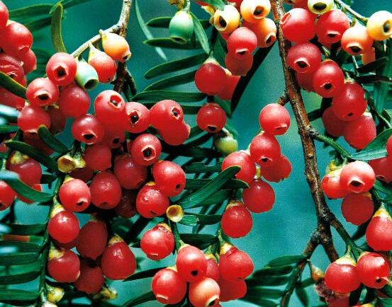 紅豆杉能在室內(nèi)養(yǎng)嗎，美化家居環(huán)境、凈化空氣