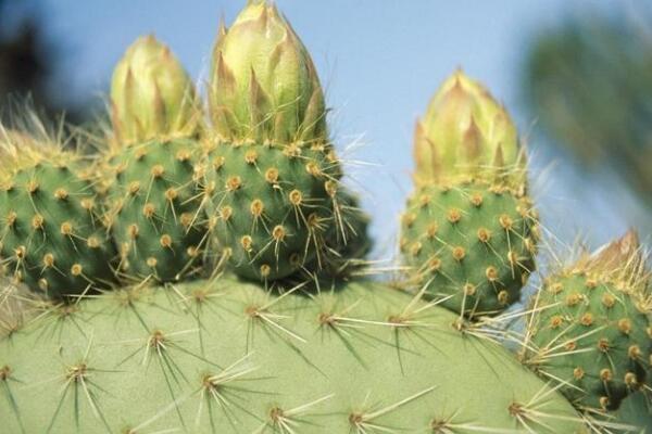 仙人掌去甲醛嗎，去甲醛效果一般，主要能力是吸收輻射