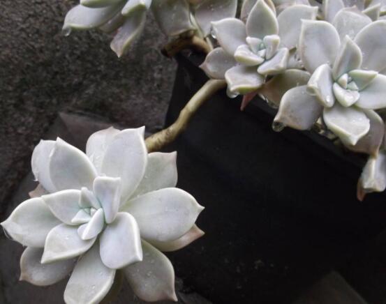 寶石花的花語是什么，代表著一種永不凋謝的愛、大富大貴