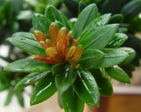 什么品種羅漢松最貴，珍珠羅漢松當之無愧(售價高達上百萬)