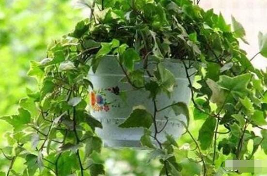 常春藤扦插步驟圖解，老農(nóng)總結(jié)六點(diǎn)最最簡(jiǎn)易的基本步驟