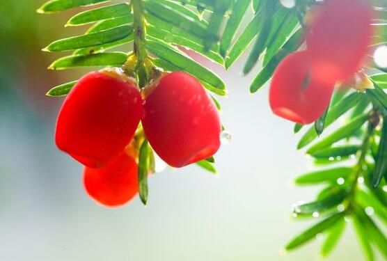 紅豆杉能在室內(nèi)養(yǎng)嗎，美化家居環(huán)境、凈化空氣