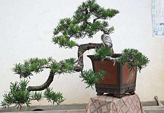 羅漢松盆景修剪技巧，教你三種修剪方法(疏剪/短剪/縮剪)