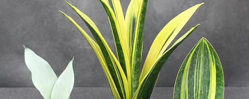 虎皮蘭冬季的養(yǎng)殖方法和注意事項(xiàng)