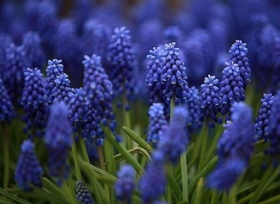 薰衣草的花語是什么，代表著心心相印、愛情的等待