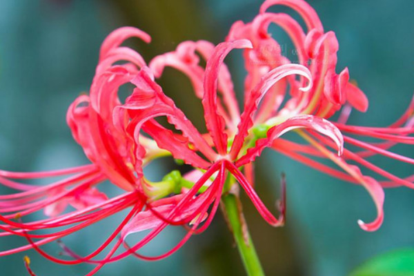 彼岸花根系發(fā)達嗎