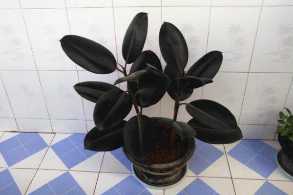 橡皮樹葉子怎么扦插，只需要簡單的幾步即可完成