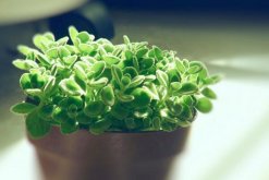 碰碰香的養(yǎng)殖方法和注意事項，必須要掌握的4大要點