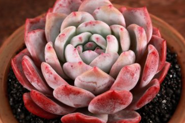 怎么能讓橙夢(mèng)露長(zhǎng)胖