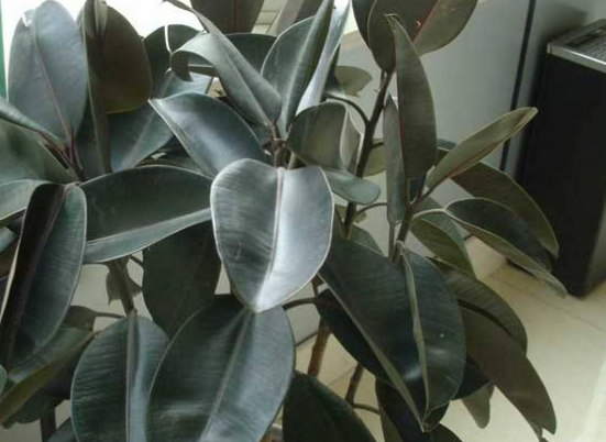 橡皮樹放在哪里旺風水，盤點四個最佳位置(客廳/書房/陽臺/玄關(guān))