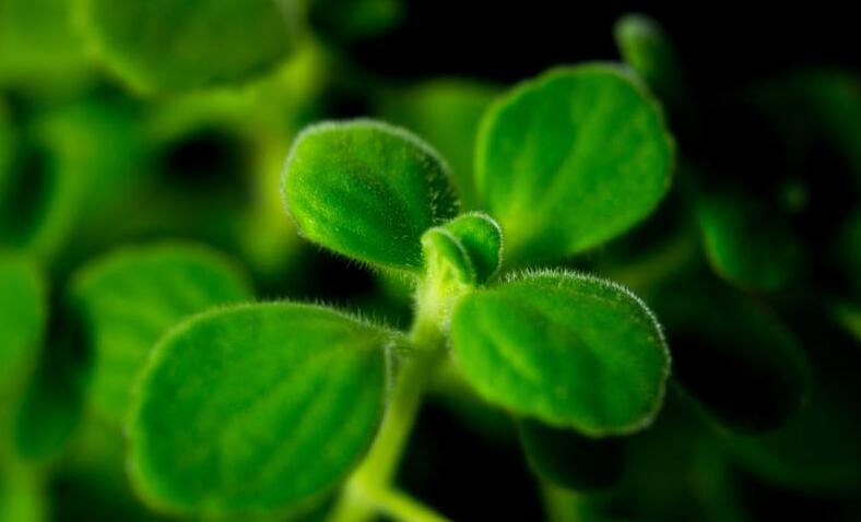 碰碰香長蚧殼蟲怎么辦，積極的進(jìn)行病蟲害防治