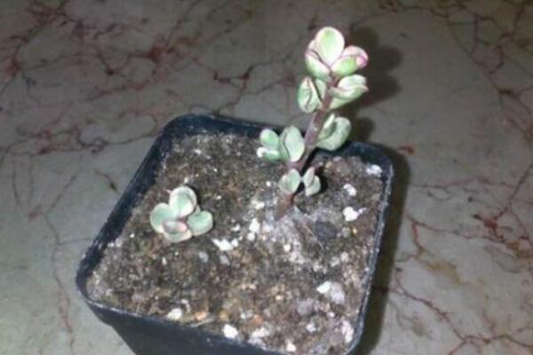 雅樂之舞怎么繁殖，扦插繁殖操作簡單且成活率高