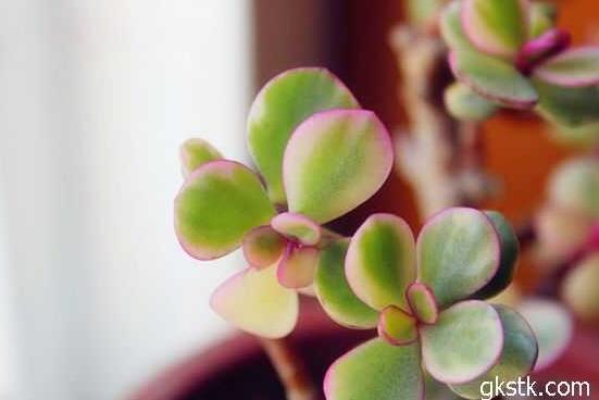 雅樂(lè)之舞葉片發(fā)皺是怎么回事，主要有三種原因造成(光照/溫度/澆水)