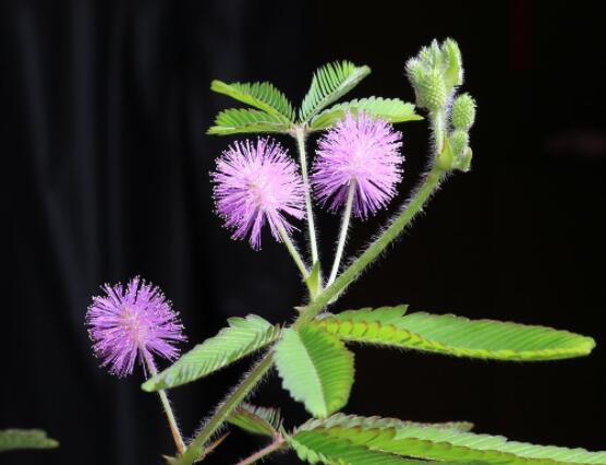 種含羞草會(huì)掉頭發(fā)嗎，會(huì)掉/家有孕婦和小孩忌養(yǎng)殖