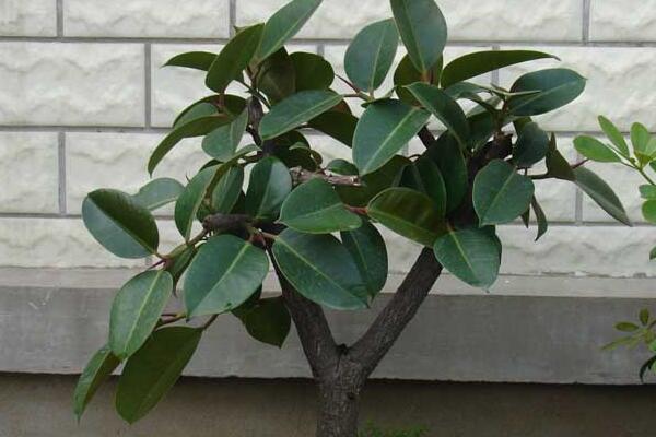 橡皮樹的花語及風(fēng)水，誠信穩(wěn)重(花語)生旺發(fā)財(cái)(風(fēng)水)