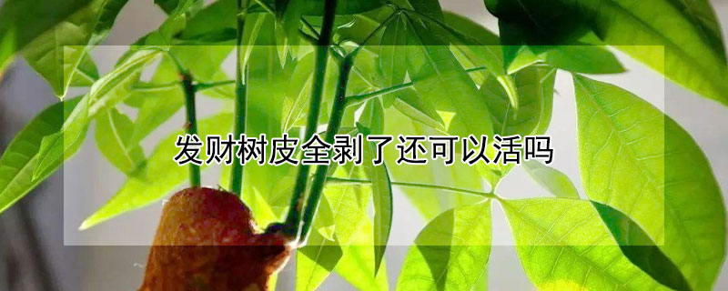 發(fā)財(cái)樹皮全剝了還可以活嗎