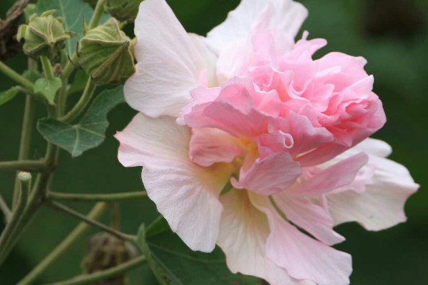 芙蓉花和木槿花的區(qū)別